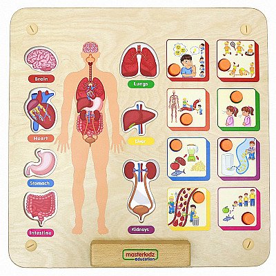 Edukacinė medinė lenta žmogaus kūno sistema Masterkidz
