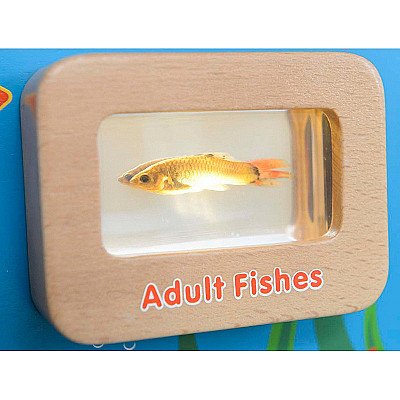 Apšviesta vaikiška mokmoji lenta Žuvų gyvenimo ciklas Masterkidz
